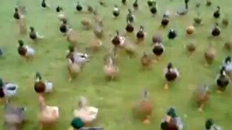 Утиное нашествие - смотреть видео (0:18)