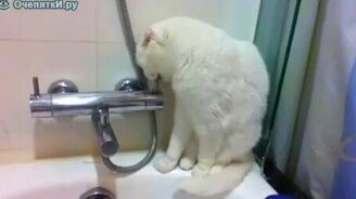 Кот открывает кран с водой - смотреть видео (0:26)