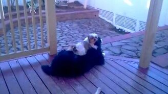 Голубая дружба - смотреть видео (0:42)