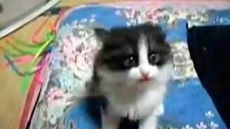 Битва с камерой - смотреть видео (0:39)