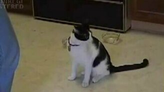 Кошка игруля - смотреть видео (1:12)