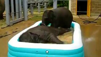 Купание слонят - смотреть видео (0:35)