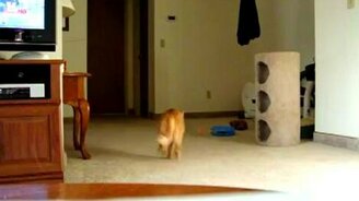 Кошка носит мячик - смотреть видео (1:41)