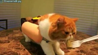 Кот-хотдог - смотреть видео (0:42)