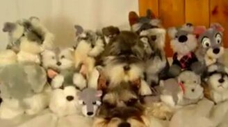 Хорошая маскировка - смотреть видео (0:18)