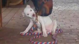 Дружба большого и маленького - смотреть видео (3:10)