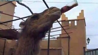 Верблюд наслаждается - смотреть видео (0:28)