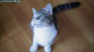 Кошки-зомби - смотреть видео (1:36)