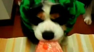 Пёс ест арбуз - смотреть видео (0:22)
