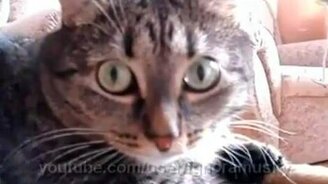 Безумный взгляд - смотреть видео (0:41)