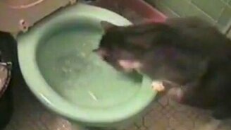 Кот сантехник - смотреть видео (0:23)
