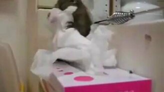 Борьба с салфетками - смотреть видео (1:16)