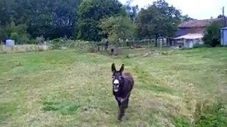 Ослик просит - смотреть видео (0:30)