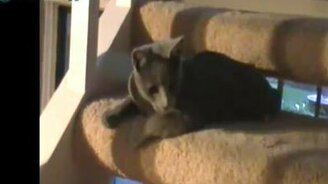 Котяра акробат - смотреть видео (2:27)