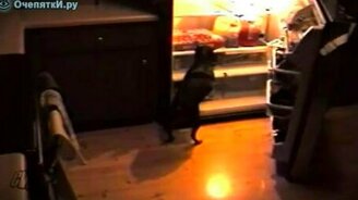 Без разрешения съел пиццу - смотреть видео (0:37)