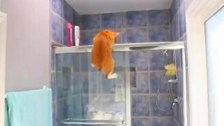 Кот балансирует - смотреть видео (1:19)