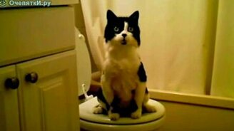 Кошка писает - смотреть видео (0:36)