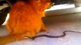 Змея против хвоста - смотреть видео (1:00)