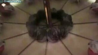 Зеркальные хомячки - смотреть видео (0:39)