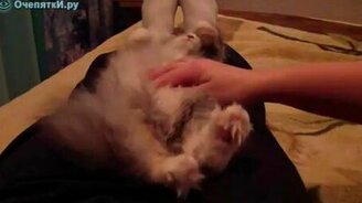 Весна пришла - смотреть видео (0:15)