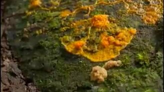 Как растут грибы - смотреть видео (2:12)