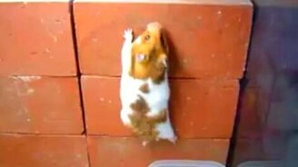 Паркур хомячка - смотреть видео (0:27)