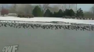 А ну-ка утки! - смотреть видео (0:09)