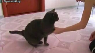 Дрессированный кот - смотреть видео (0:59)