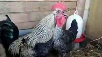 Доброе утро - смотреть видео (0:33)