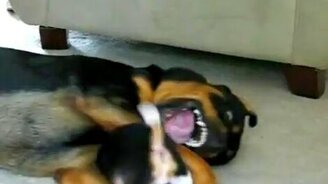 Щенок против ротвеллера - смотреть видео (2:56)