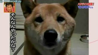 Пёс меняет громкость лая - смотреть видео (0:31)