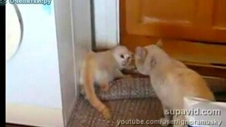 Кошачья борцовская стойка - смотреть видео (0:27)