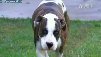 Вот кого боится полиция - смотреть видео (1:58)