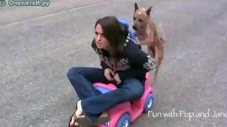 Собака катает хозяйку - смотреть видео (0:18)