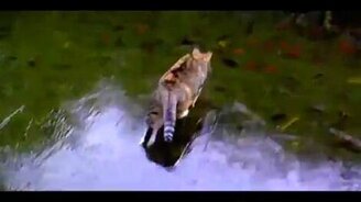 Зимняя кошачья рыбалка - смотреть видео (0:38)