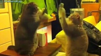 Кошки-ладушки - смотреть видео (0:42)