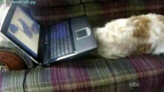 Смешная домашняя подборка 115 - смотреть видео (9:37)