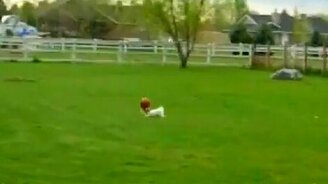 Заводной псина - смотреть видео (0:29)