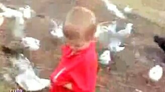 Наглые чайки - смотреть видео (0:33)