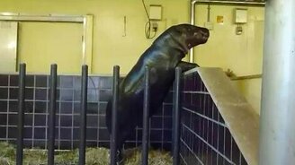 Общаются через преграду - смотреть видео (0:52)