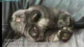 Кролик портит воздух - смотреть видео (0:21)