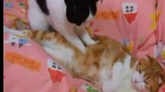 Кошачья релаксация - смотреть видео (1:48)