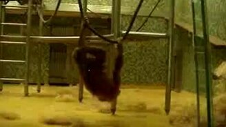 Обезьяна на сене - смотреть видео (0:47)