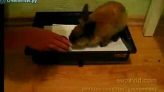 Упрямец кролик - смотреть видео (0:41)