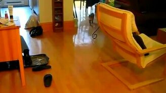 Кот носит шарик - смотреть видео (0:51)