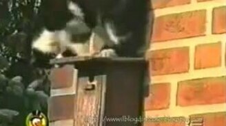 Смешные кошки - смотреть видео (5:55)