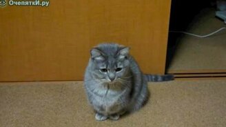 Вымаливает еду - смотреть видео (2:11)