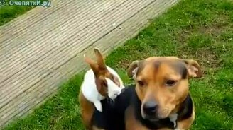 Озабоченный кролик - смотреть видео (0:36)