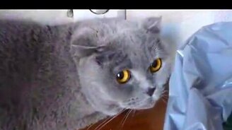 Кто виноват? - смотреть видео (0:55)