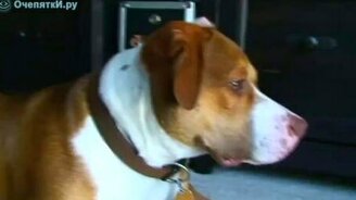 Добрый псина - смотреть видео (0:52)